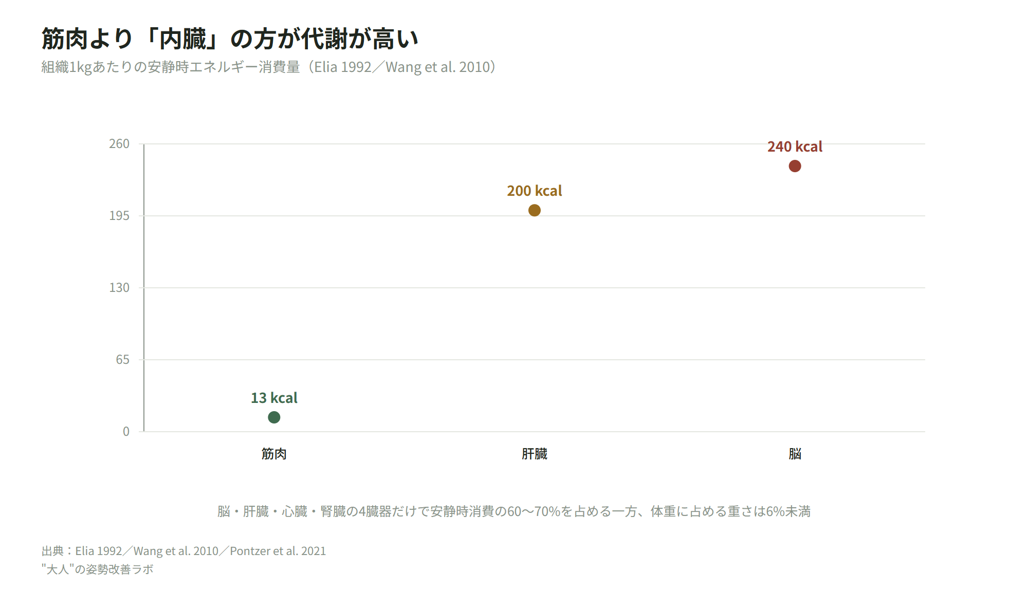 組織別に見た安静時代謝量の違い